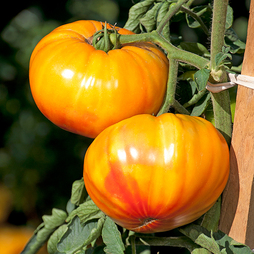 Tomato 'Buffalosun' F1 - Seeds