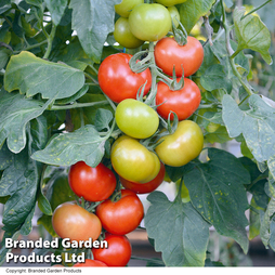 Tomato 'Crimson Crush' F1 - Seeds