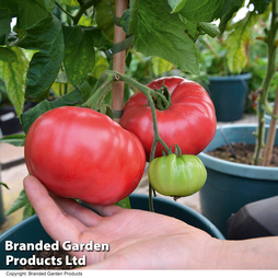 Tomato Crimson Blush Blight Resistant F1 (Rose Crush) - Seeds