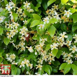 Trachelospermum jasminoides 'Star of Toscana'