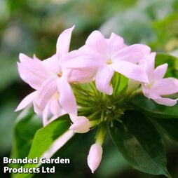 Trachelospermum jasminoides 'Pink'