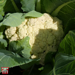 Cauliflower 'All Year Round' - Start-A-Garden? Seed Range