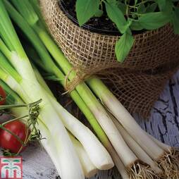 Spring Onion 'White Lisbon' (Start-A-Garden™ Range)
