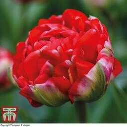 Tulip 'Boombastic Red'