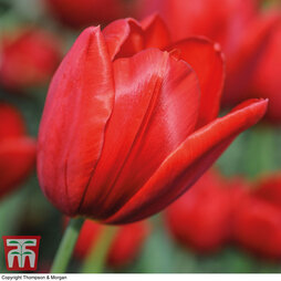 Tulip 'Red Impression'