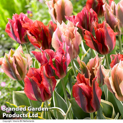 Tulip 'Viridiflora Mix'