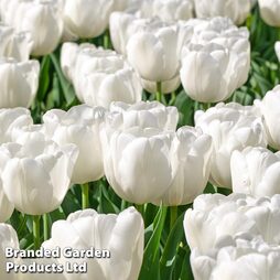 Tulip 'White Prince'