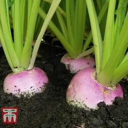 Turnip 'Sweetbell' F1 Hybrid - Seeds