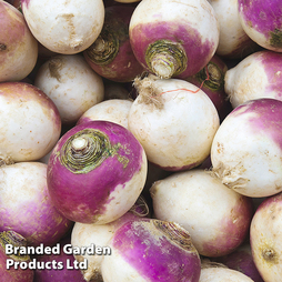 Turnip 'Armand' - Veg Saver Seeds