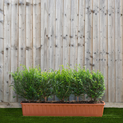 English Yew Instant Trough Hedge 1m (pre-grown)
