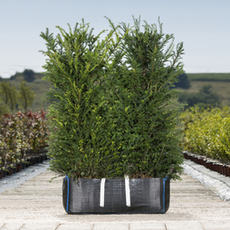 English Yew Ready Bag Instant Hedge 1m (pre-grown)