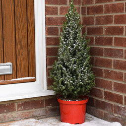 Potted Christmas Tree - Picea Perfecta - Gift