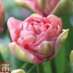Tulip 'Promiss'