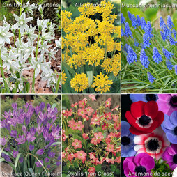 Spring Flowering Bulb Collection