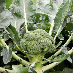 Brassica Clubroot Collection