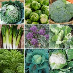 Nurseryman's Choice Green Vegetables