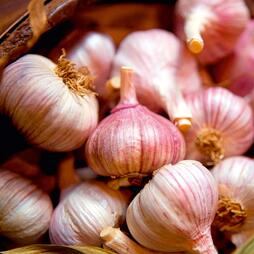 Garlic (Autumn) Lovers Collection