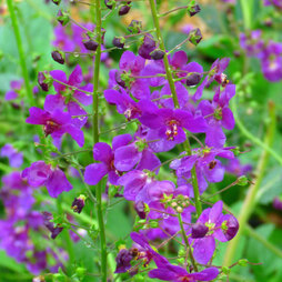 Verbascum Phoeniceum Violetta