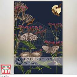 Verbena bonariensis - Kew Pollination Seed Collection