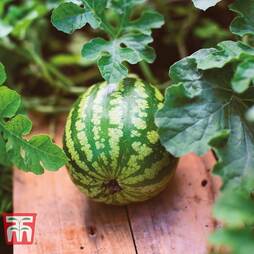 Watermelon 'Mini Love' F1 Hybrid - Seeds