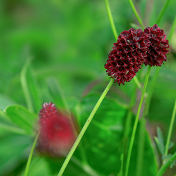 Great Burnet - Kew Wildflower Seeds