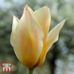 Tulip 'Fur Elise'