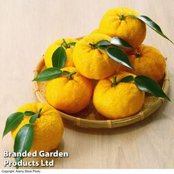 Yuzu Citrus Plant