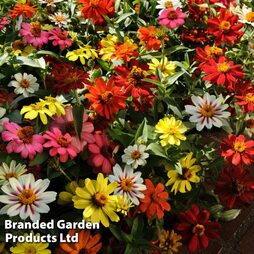 Zinnia 'Zahara' Single-Flowered Mixed (Garden Ready)