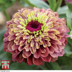 Zinnia elegans 'Queeny Lime Red' - Seeds