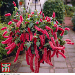 Red-Hot Cat's Tail (House Plant Seeds)