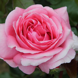 Rose 'Special Anniversary' (Hybrid Tea Rose)