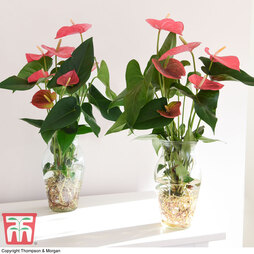 Anthurium Aqua Pink in Vase (House Plant)