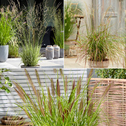 Architectural Grasses Collection