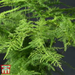 Asparagus Fern (House Plant Seeds)