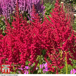 Astilbe chinensis 'Hot Pearls'