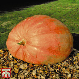 Pumpkin 'Dill's Atlantic Giant'