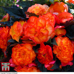 Begonia 'Non-Stop Fire'