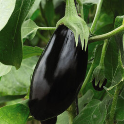 Aubergine 'Black Beauty' - Seeds