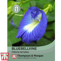 Butterfly Pea - House Plant Seeds