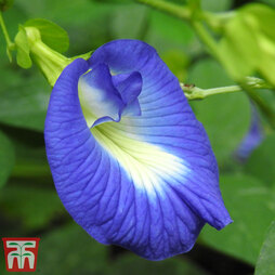 Butterfly Pea - House Plant Seeds