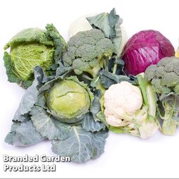 Keep Cropping Brassica Autumn Collection