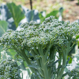 Broccoli 'Sibsey' (Bellaverde®) F1 Hybrid