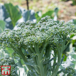 Broccoli 'Sibsey' (Bellaverde®) F1 Hybrid (Calabrese)
