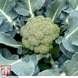 Broccoli 'Blue Finn' F1 Hybrid (Calabrese) - Seeds