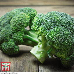 Organic Broccoli 'Green Sprouting' (Calabrese) - Seeds