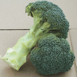 Broccoli (Sprouting) Continuity Collection