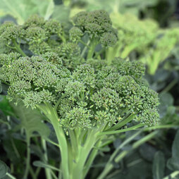 Broccoli 'Sweet Returns' F1 (Calabrini) (White Sprouting) - Seeds