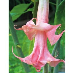 Brugmansia suaveolens 'Fragrant Pink'