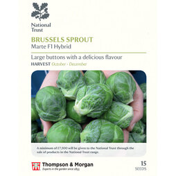 Brussels Sprout 'Marte' F1 Hybrid (National Trust)