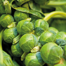 Brussels Sprout Continuity Collection